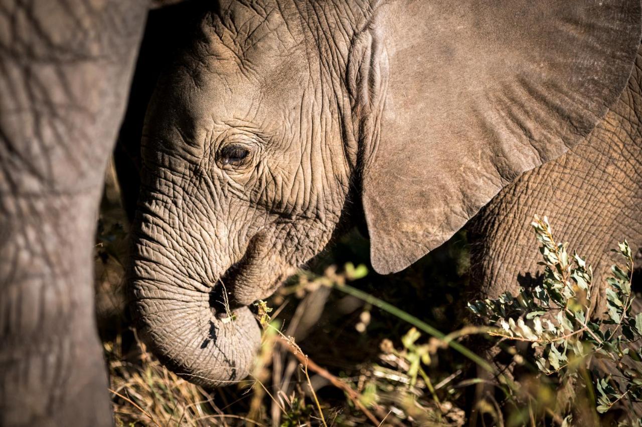 Nkuhlu Tented Camp Skukuza Exteriér fotografie