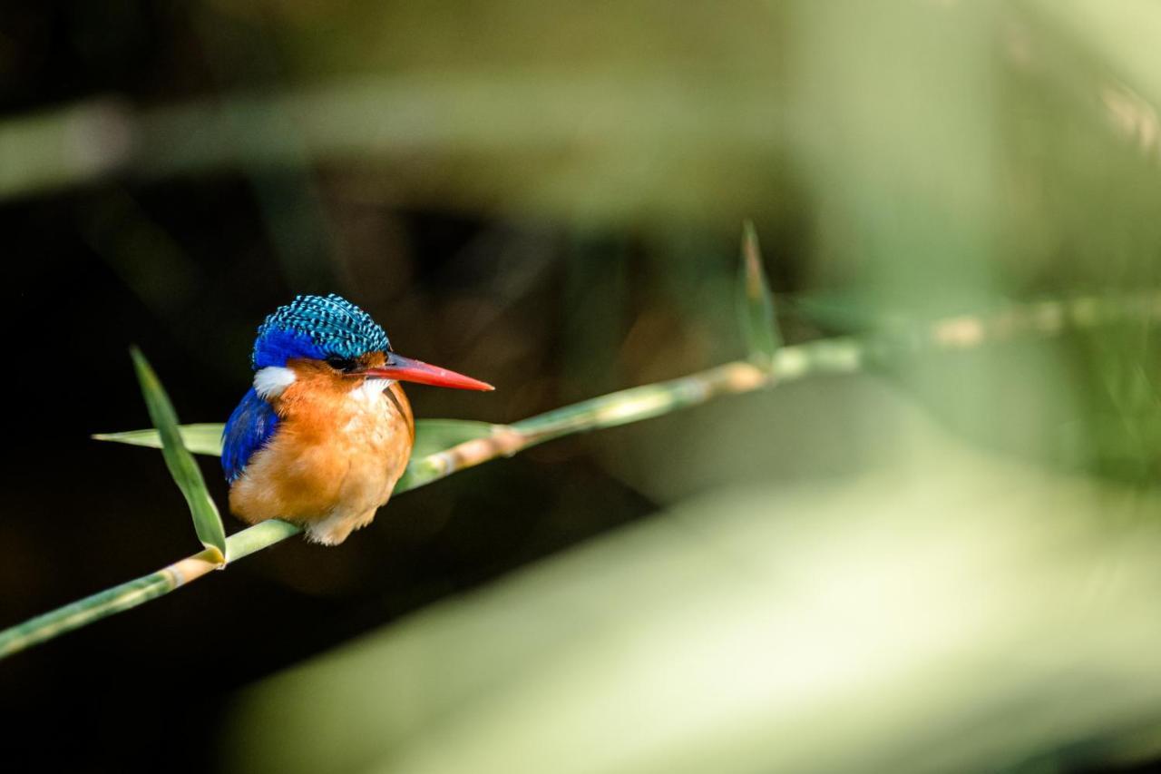 Nkuhlu Tented Camp Skukuza Exteriér fotografie