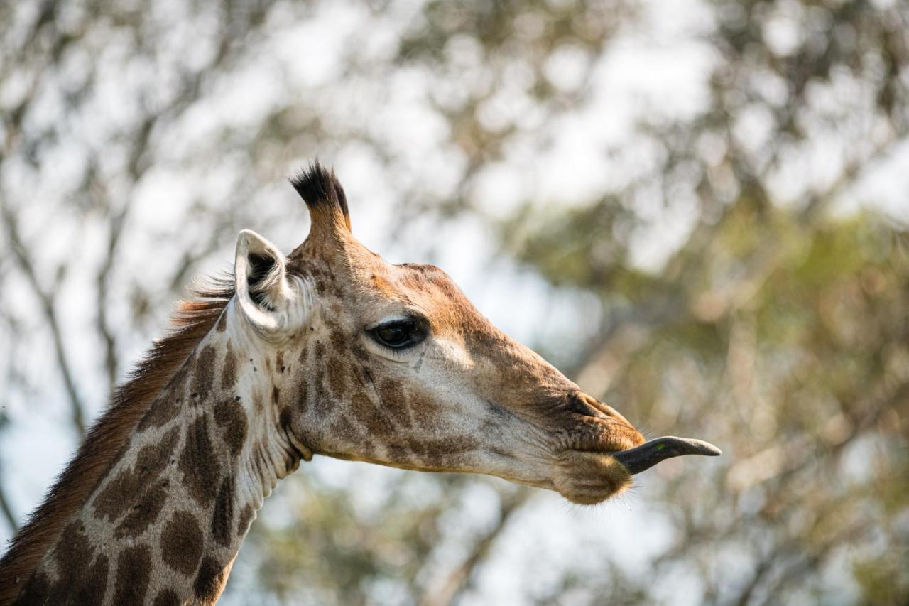 Nkuhlu Tented Camp Skukuza Exteriér fotografie