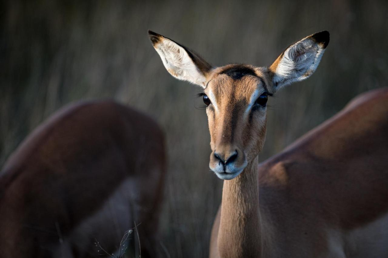 Nkuhlu Tented Camp Skukuza Exteriér fotografie