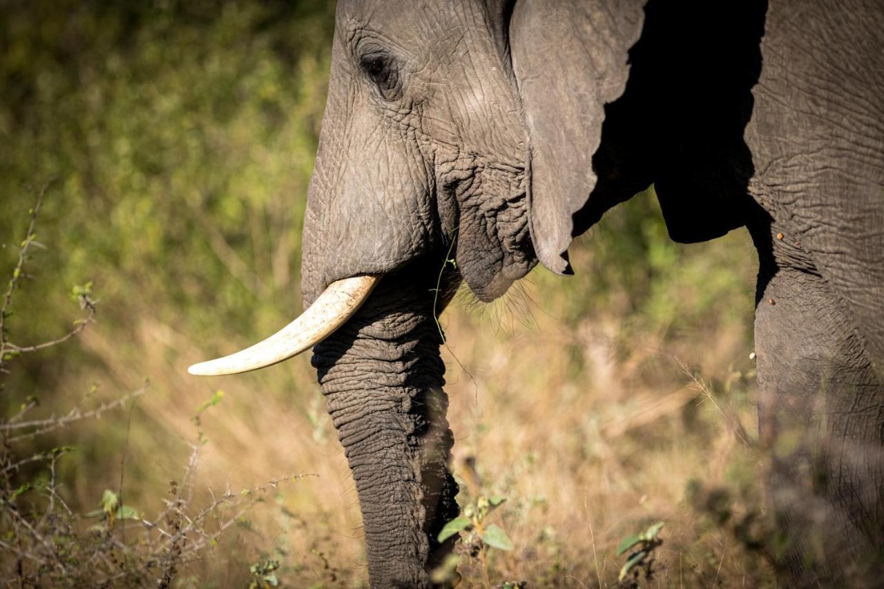 Nkuhlu Tented Camp Skukuza Exteriér fotografie