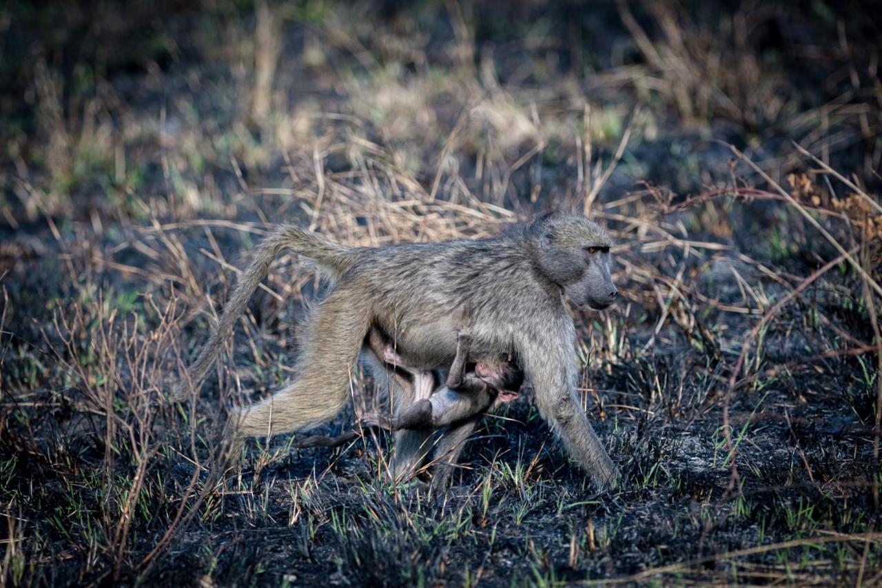 Nkuhlu Tented Camp Skukuza Exteriér fotografie