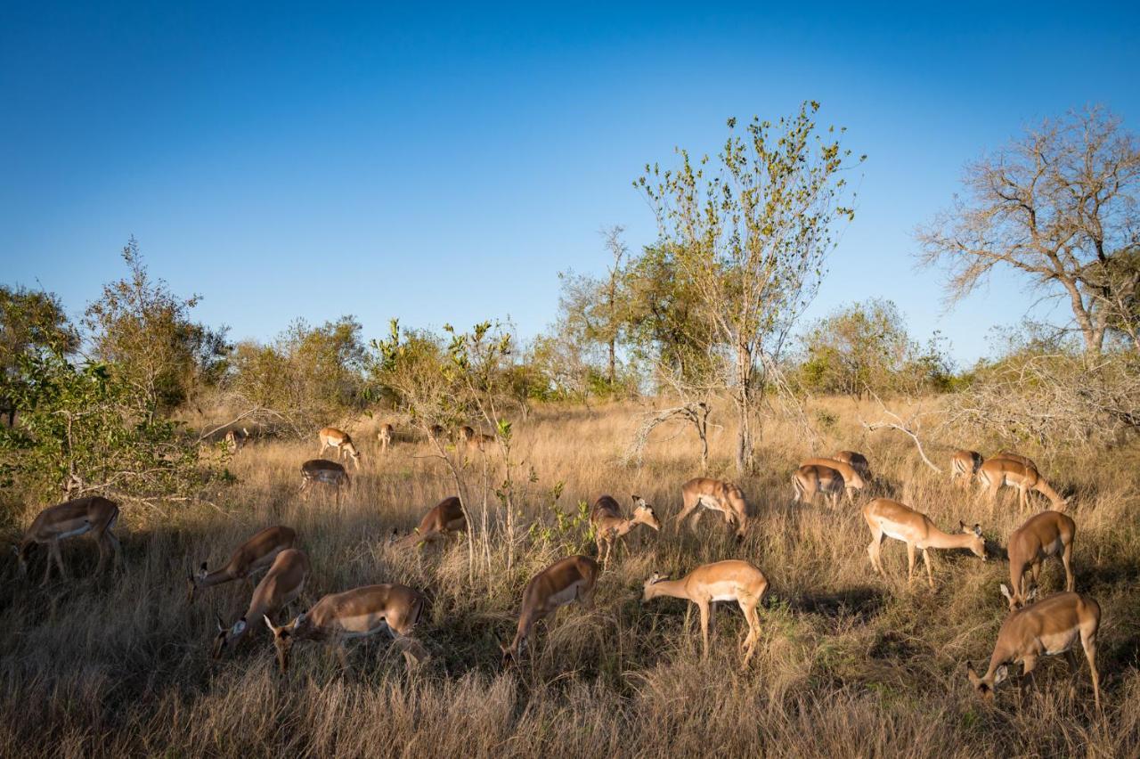 Nkuhlu Tented Camp Skukuza Exteriér fotografie